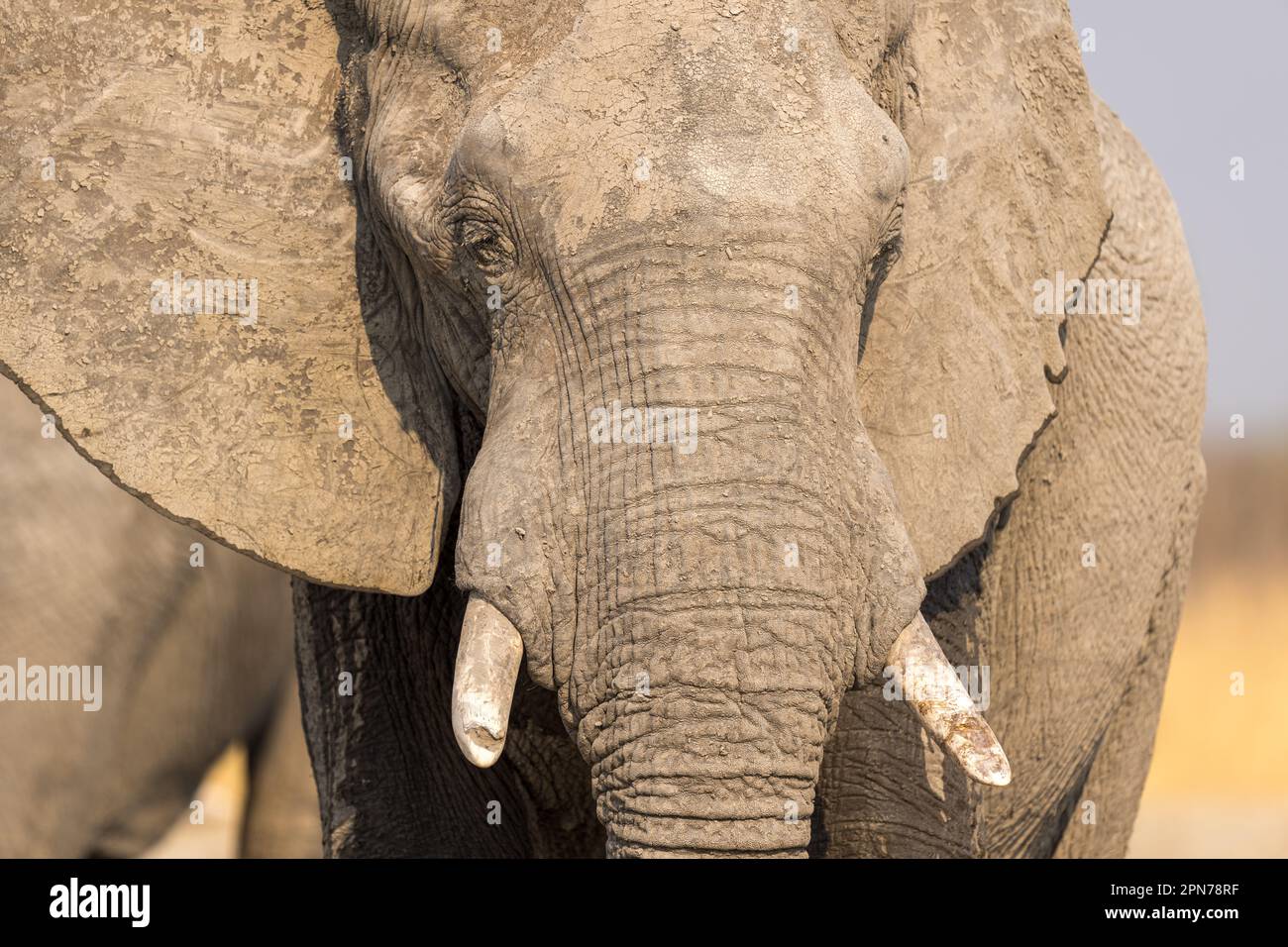 A closeup image of an elephant's face, looking straight ahead with its