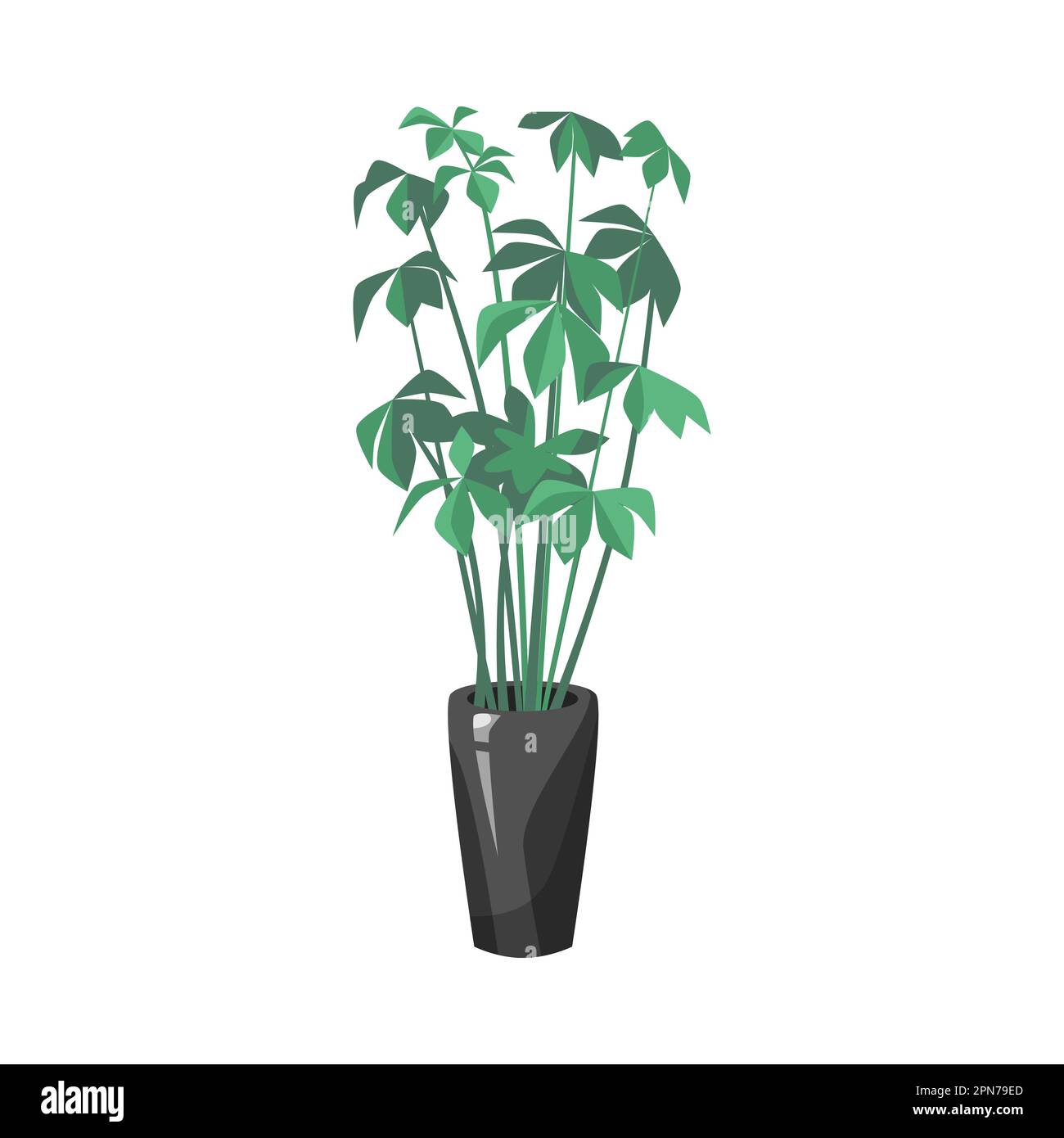 Schefflera in vase flat vector illustration Stock Vector Image &