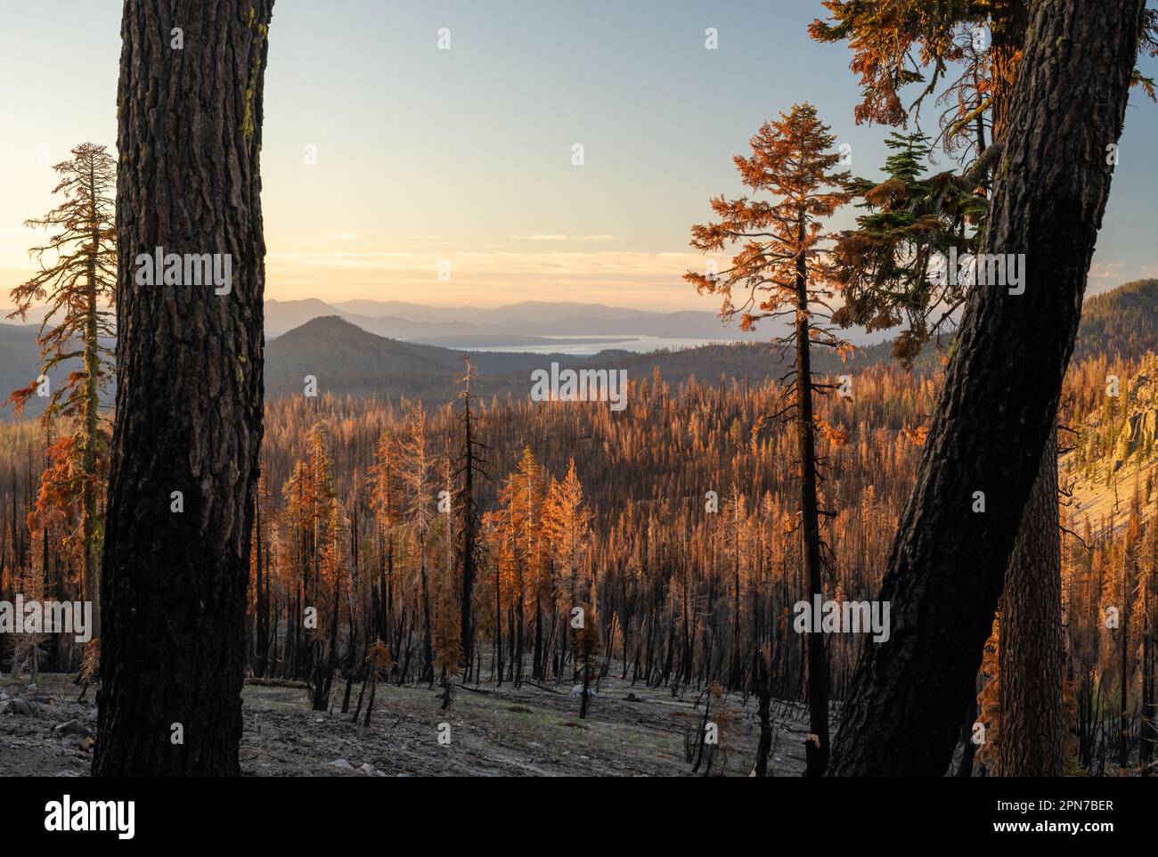 Burned Trees Stand After Dixie Fire Looking Over Lake Almanor in Lassen Volcanic National Park Stock Photo