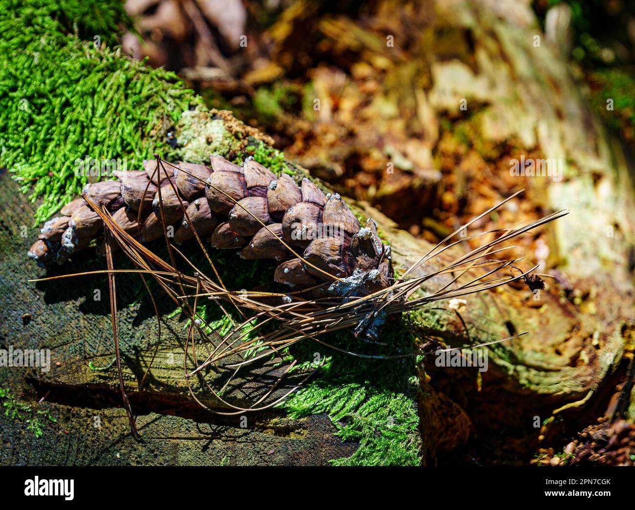 Pine cones are the reproductive structures of pine trees Stock Photo Alamy