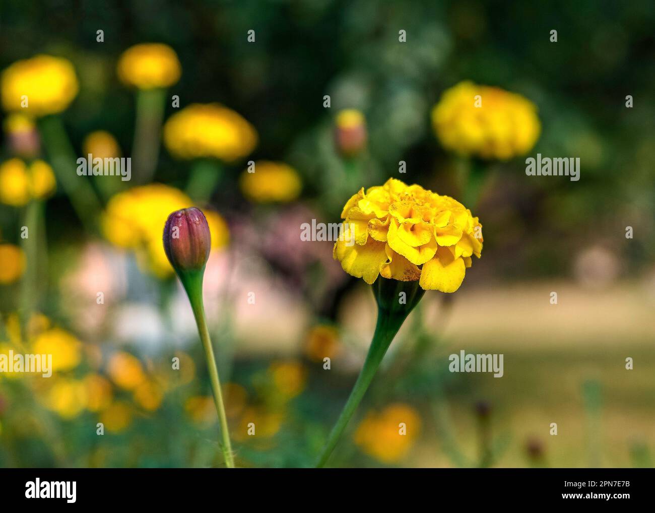 Garden in Lalpur Village, Rupnagar, Punjab, India. Yellow Zinnia flowers Stock Photo