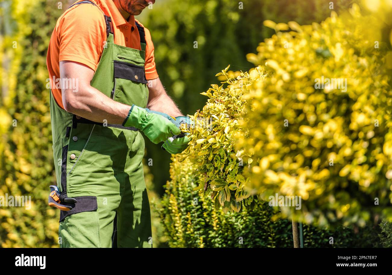 Male Landscaper Performing Mid-Summer Trimming on Garden Plants in Landscaped Backyard. Professional Gardening Services. Stock Photo