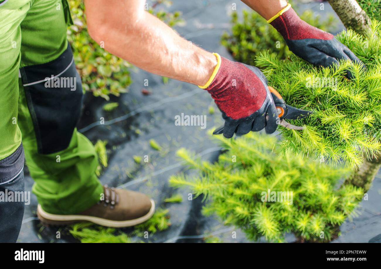 Closeup of Professional Landscaper in Gardening Gloves Trimming Plant with Pruning Shears Tool. Garden Care and Maintenance Theme. Stock Photo