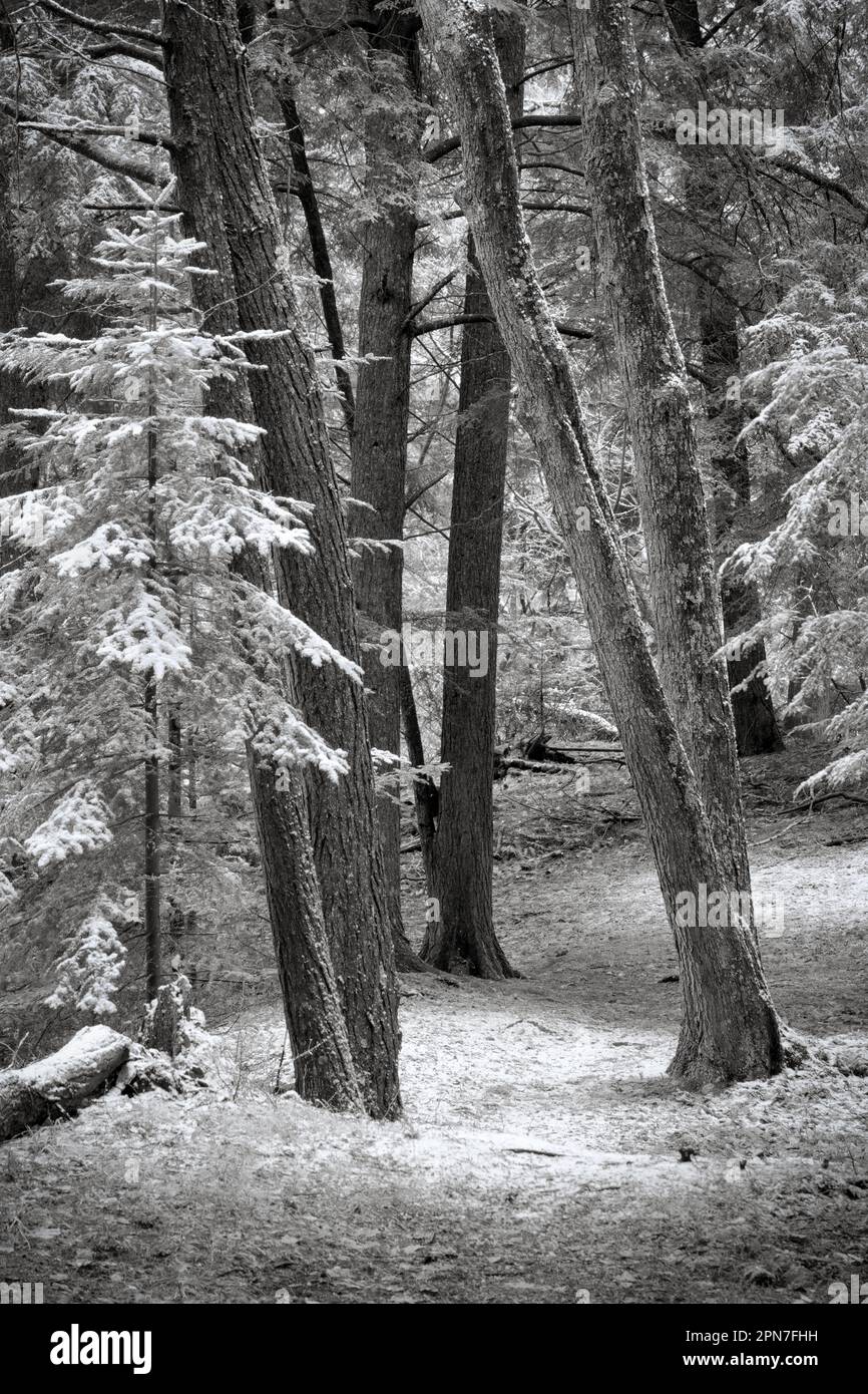 This image was made during a winter hike at a Door County Land Trust