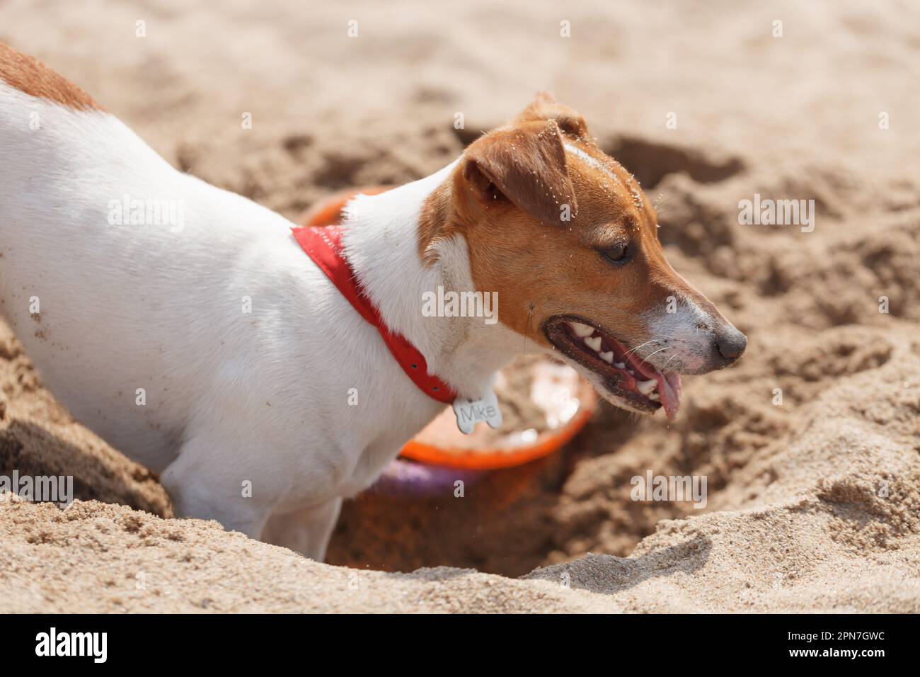 Russell Diggin Jack Russell dog digging sand on the beach in summer. Playful young pet ...