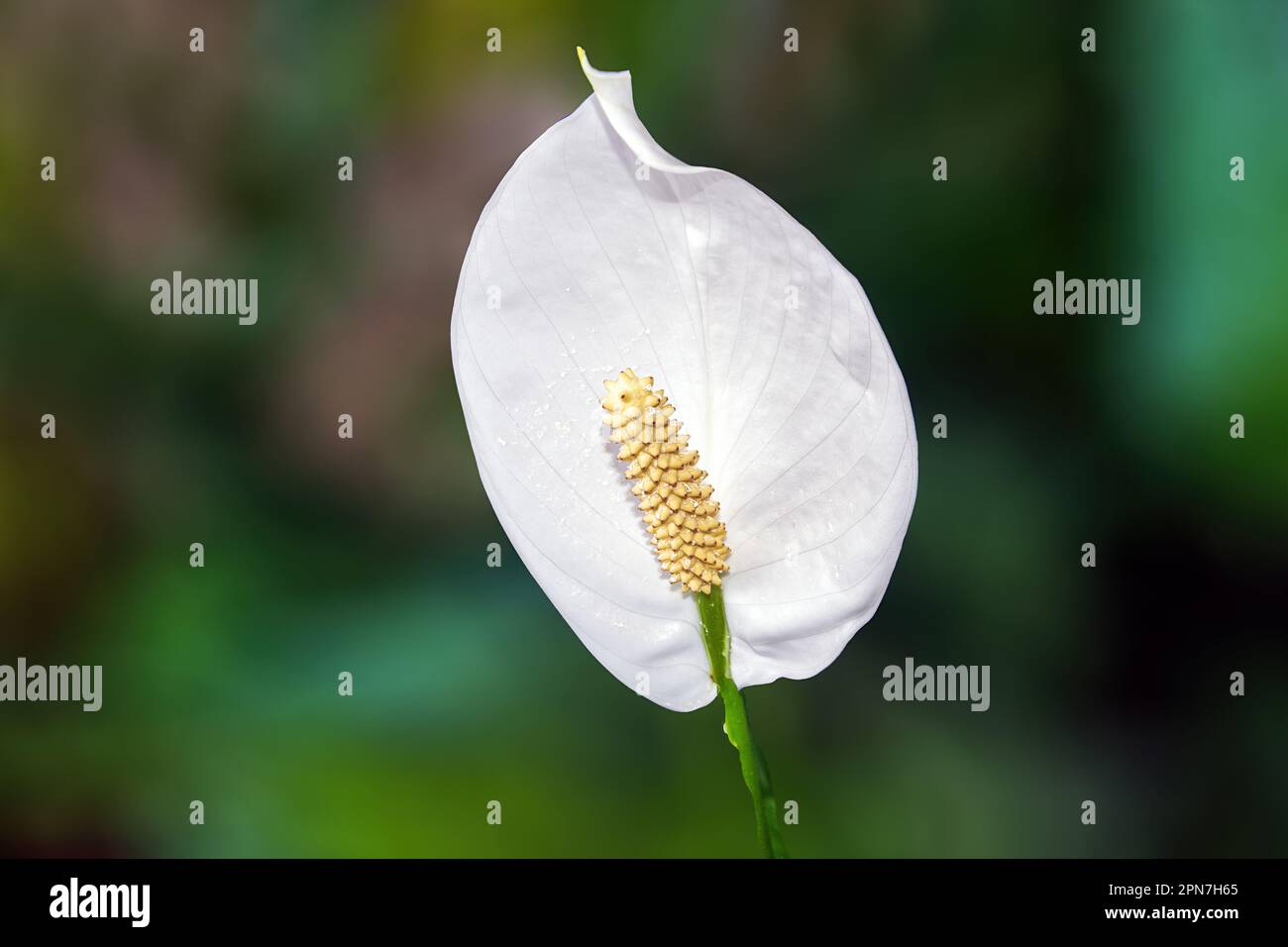 Zwerg blattfahne hires stock photography and images Alamy