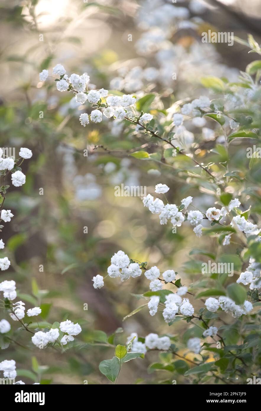 Delicate branches of Baby's Breath, Gypsophila, randomly scattered on a lush, pastel background with sunlight shining from above, spring, summer Stock Photo