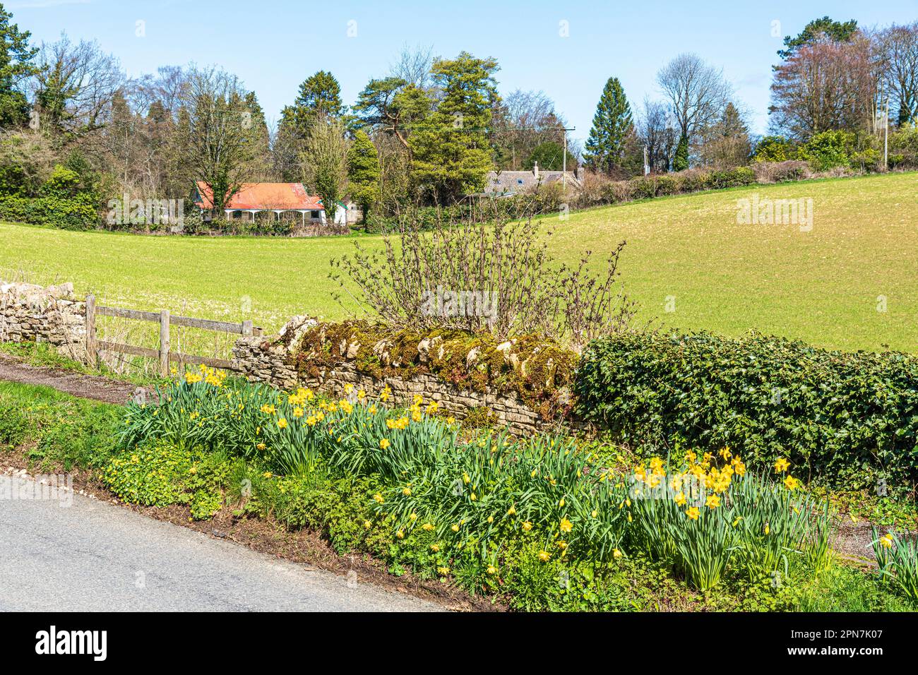 Daffodils growing in the lane beside Whiteway Colony, a residential