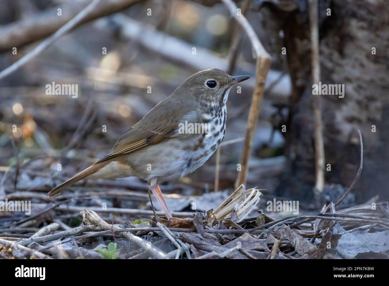 hermit thrush (Catharus guttatus) in spring Stock Photo