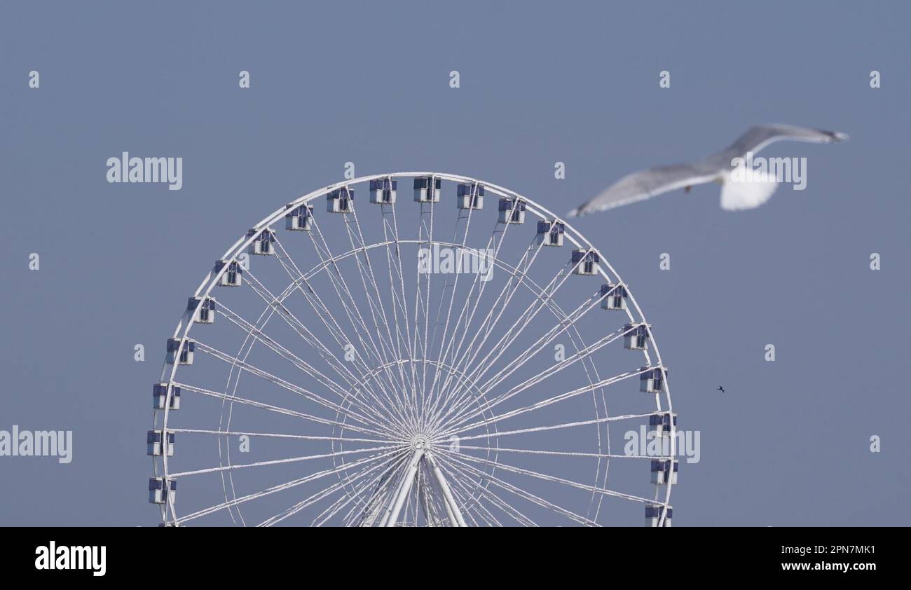 17 April 2023, Schleswig-Holstein, Grömitz: A seagull flies in front of the Ferris wheel La Noria Gigante on the Baltic Sea beach. Photo: Marcus Brandt/dpa Stock Photo