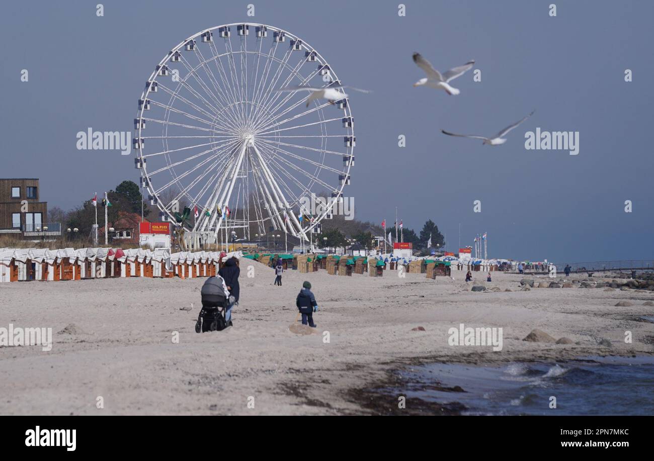 17 April 2023, Schleswig-Holstein, Grömitz: Seagulls flying in front of the Ferris wheel La Noria Gigante on the Baltic Sea beach. Photo: Marcus Brandt/dpa Stock Photo