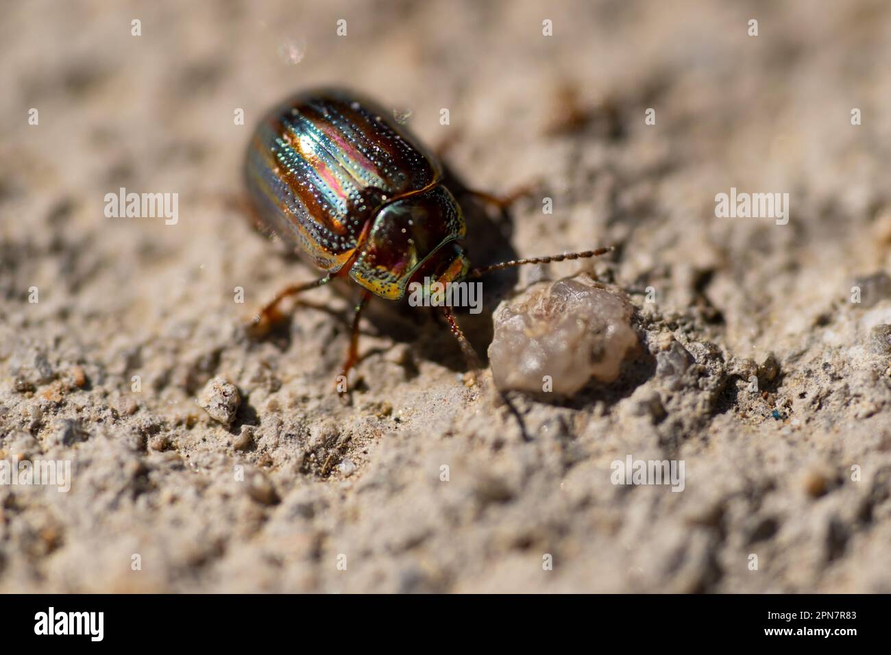 Chrysolina americana insect or rosemary beetle walking sideways to the ...