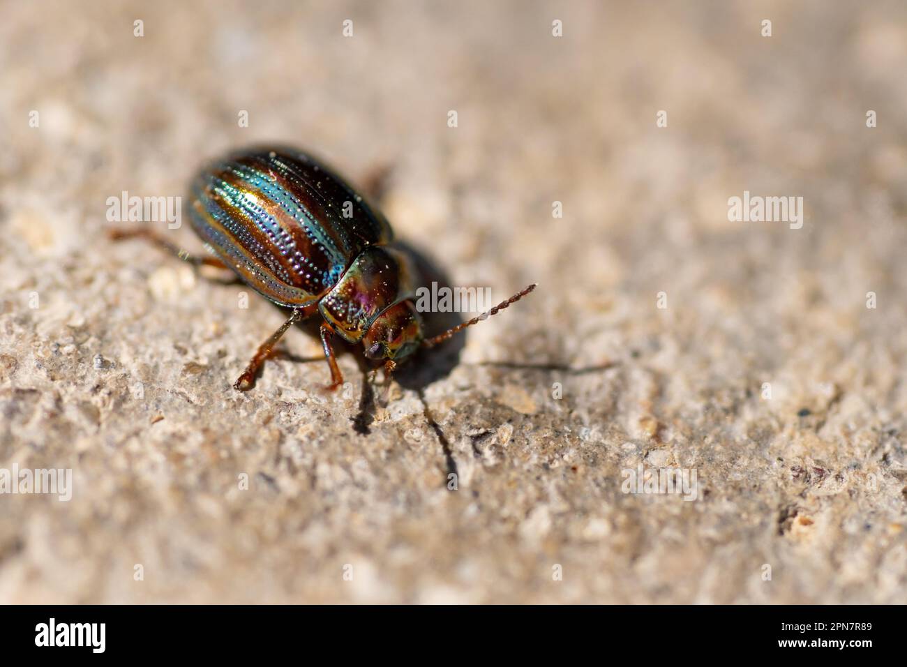 Chrysolina americana insect or rosemary beetle walking sideways to the right on the dirt floor on a bright day Stock Photo