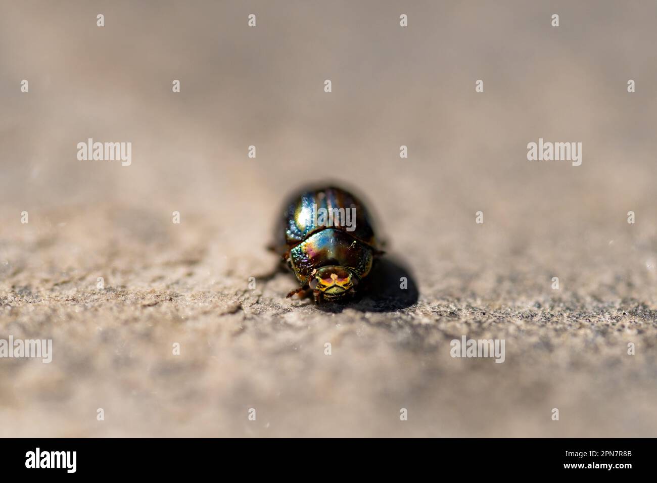 Chrysolina americana insect or rosemary beetle looking straight ahead ...