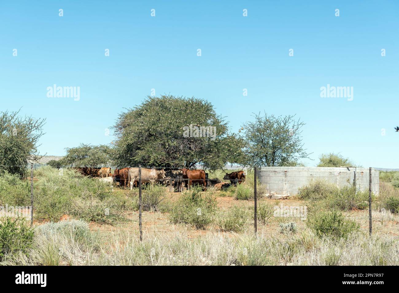 Cattle, a concrete dam and a camelthorn tree near Brandboom in the