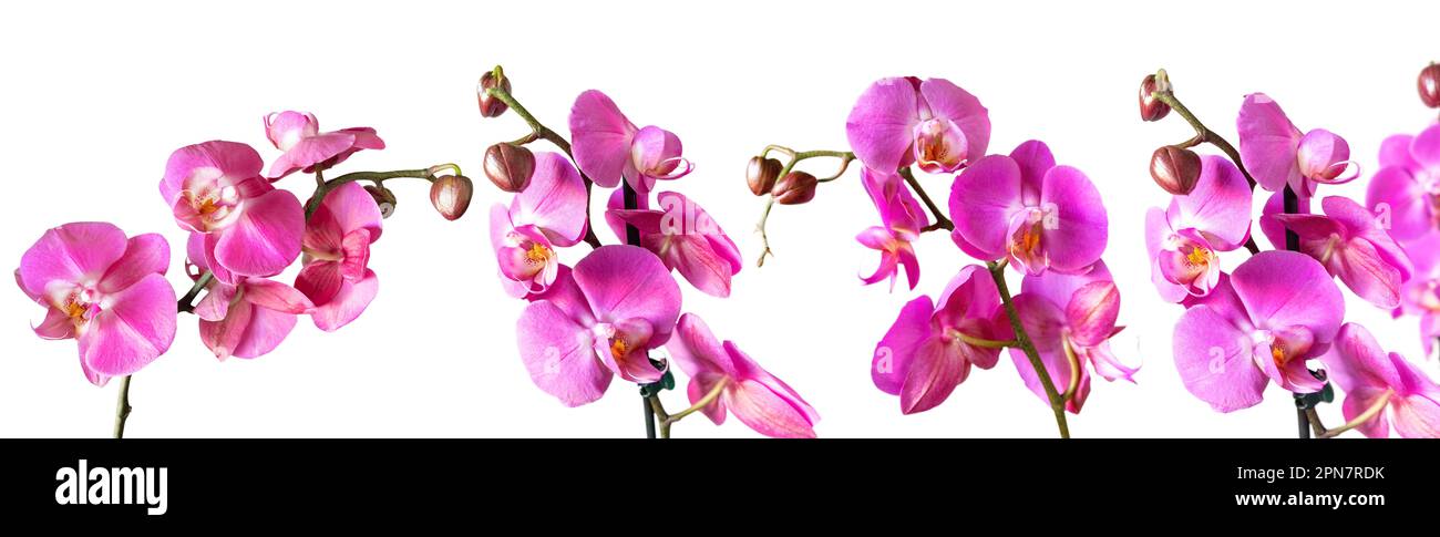 Purple orchid flower phalaenopsis, phalaenopsis or falah. Set of blooming orchid branches isolated on white background. Floriculture, flower shop, hom Stock Photo