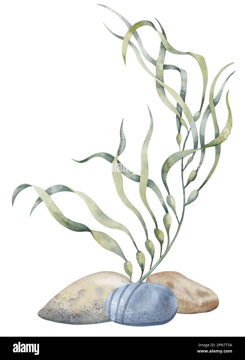 Seaweed with seabed stones. Hand drawn watercolor illustration on