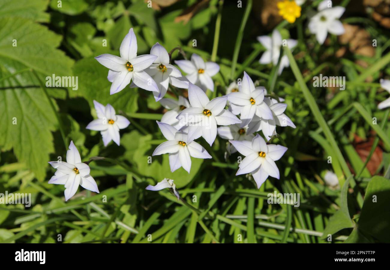 Ipheion uniflorum, or Spring Starflower, in bloom Stock Photo