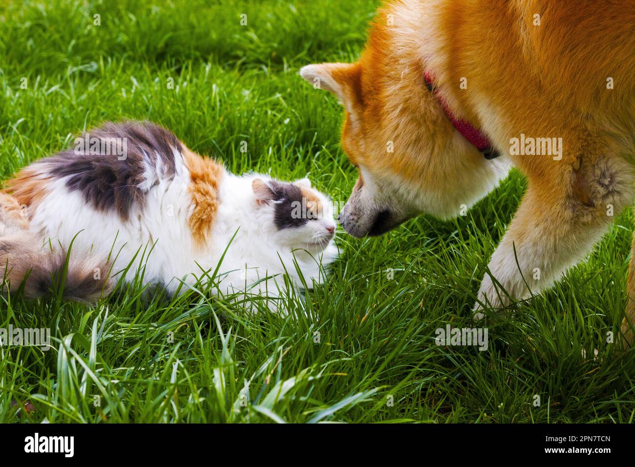 War between cat and dog Stock Photo Alamy