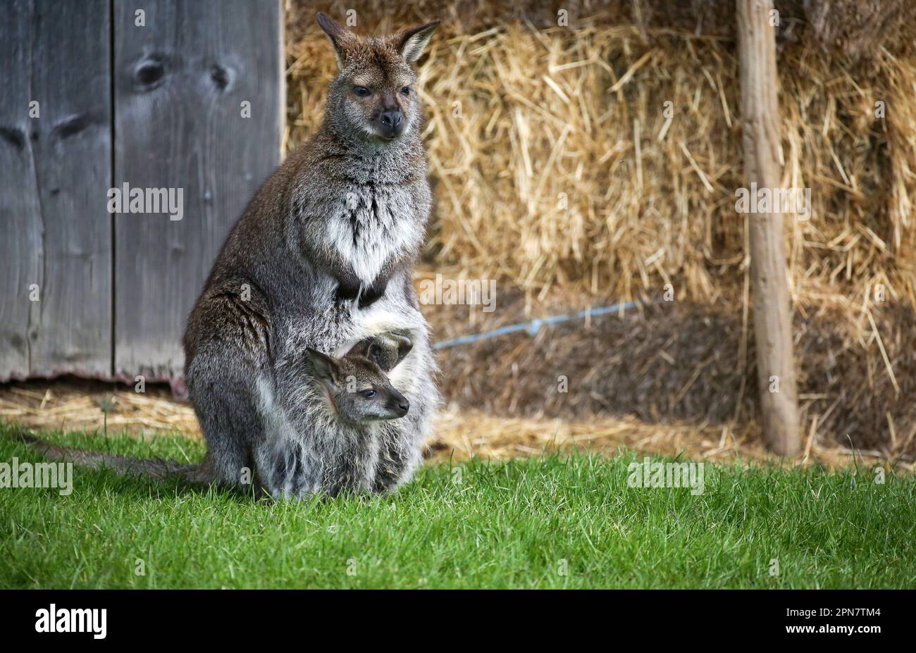 Ertingen, Germany. 17th Apr, 2023. A small wallaby baby looks out of its mother's pouch in a meadow belonging to owner and breeder H. Dirlewanger. Wallabies belong to the kangaroo family and, according to Dirlewanger, can live up to 15 years and weigh up to 18 kilograms. Actually, the animals are native to Australia. Credit: Thomas Warnack/dpa/Alamy Live News Stock Photo
