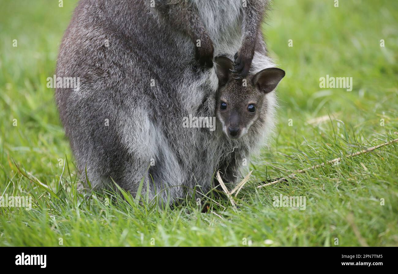 Ertingen, Germany. 17th Apr, 2023. A small wallaby baby looks out of its mother's pouch in a meadow belonging to owner and breeder H. Dirlewanger. Wallabies belong to the kangaroo family and, according to Dirlewanger, can live up to 15 years and weigh up to 18 kilograms. Actually, the animals are native to Australia. Credit: Thomas Warnack/dpa/Alamy Live News Stock Photo