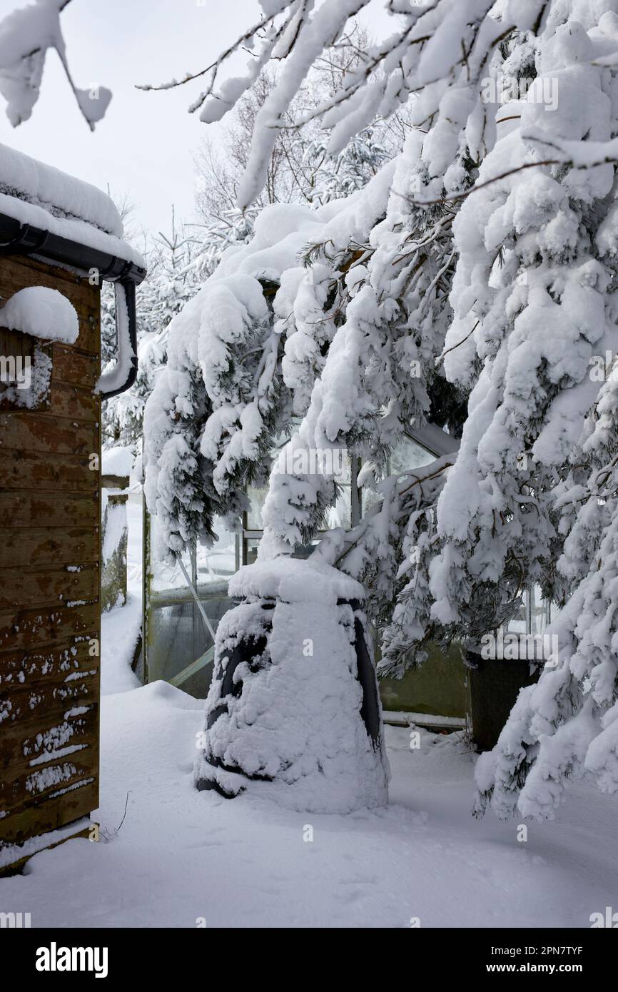 Heavy overnight snow weighs downs Scots Pine branches to cover the unheated glass greenhouse on the moorland smallholding at 900ft in North Yorkshire Stock Photo