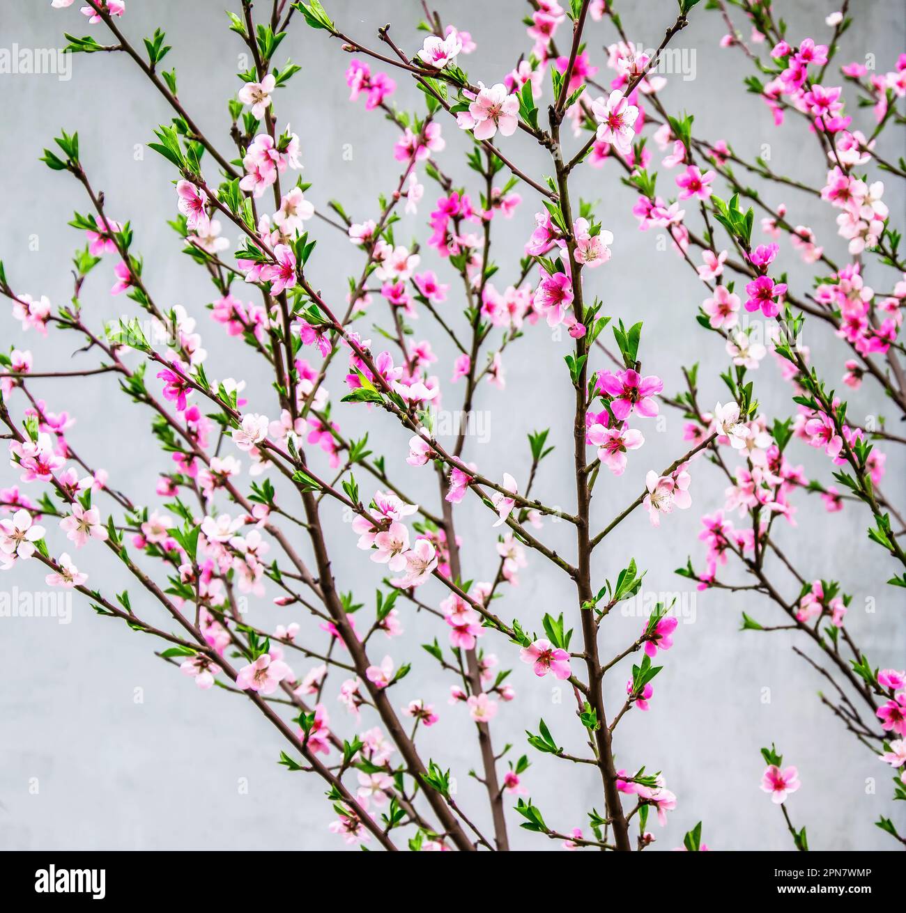 Spring pink cherry blossoms on branches with young leaves Stock Photo ...