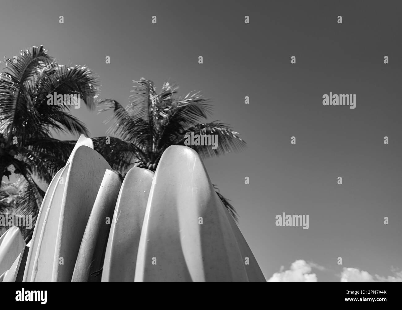 Palm trees surfers Black and White Stock Photos & Images - Alamy