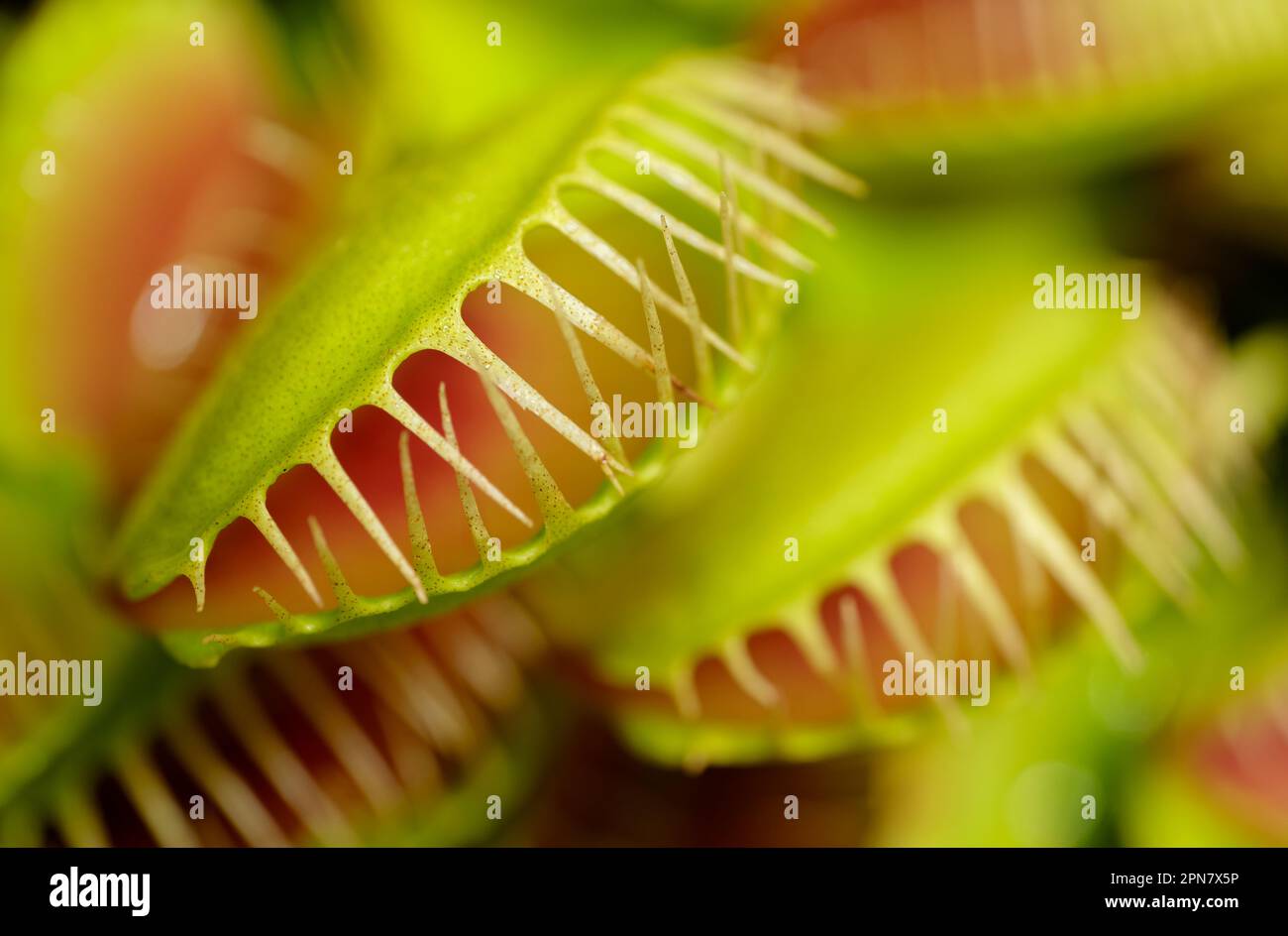 Group of Venus flytraps, green and red carnivorous wetlands plant, abstract floral background Stock Photo