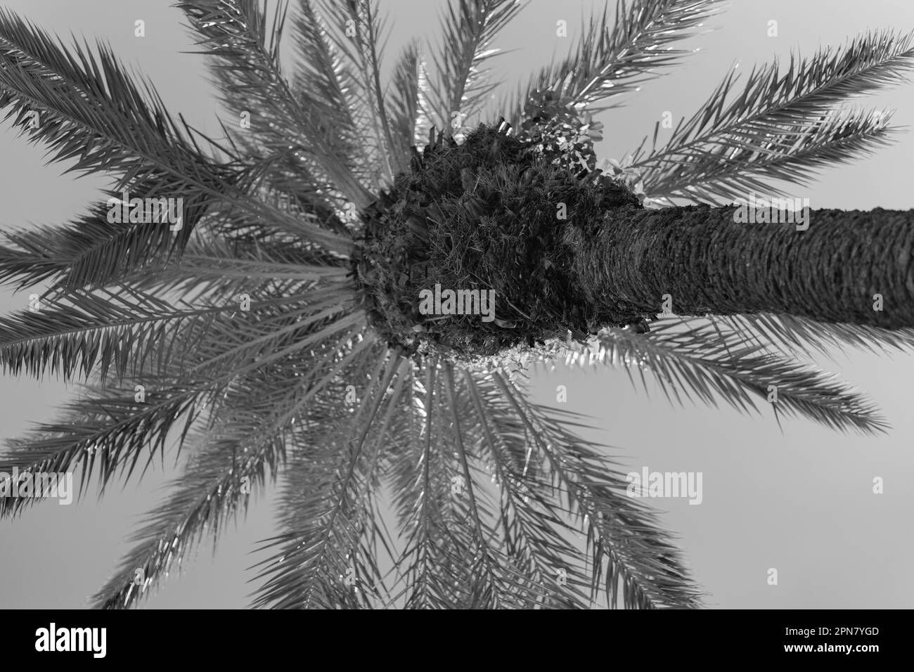 Low Angle Landscape Summer Black And White Stock Photos Images Alamy
