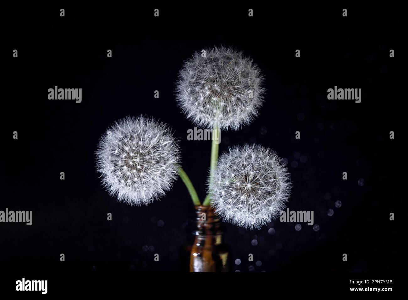 Three white fluffy round dandelions on a black background in a vase ...