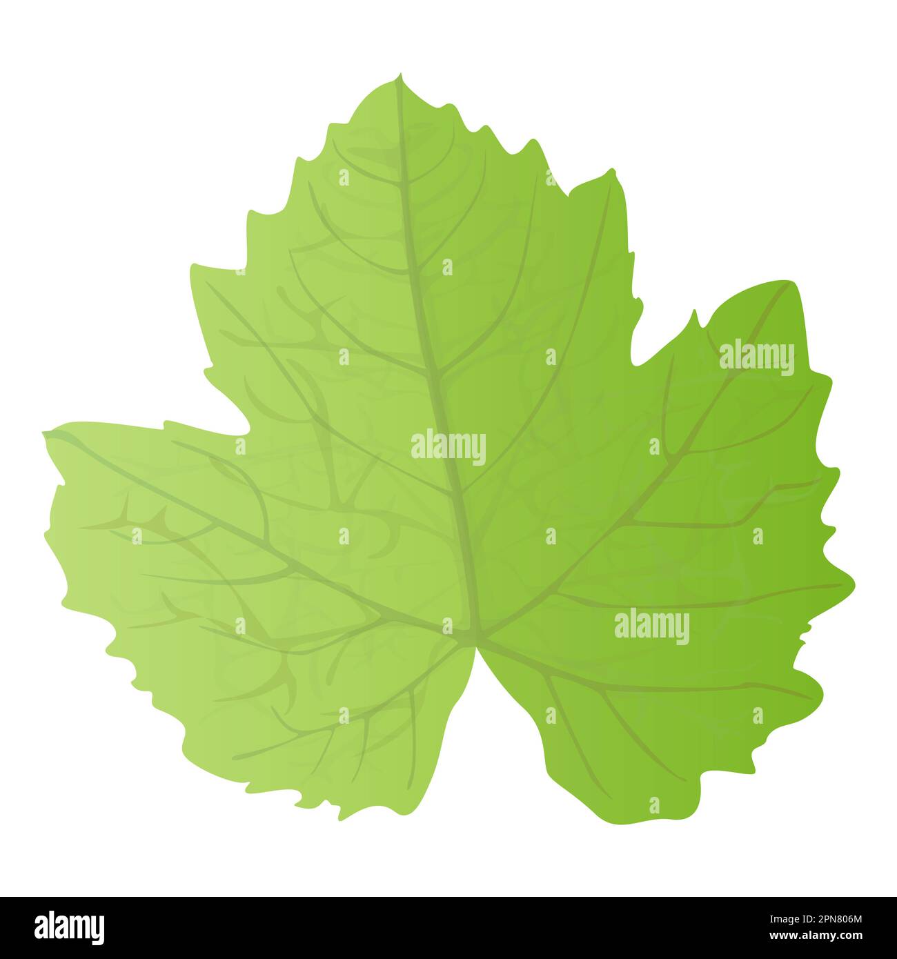 Grapes Leaf in realistic style. Autumn leaf. Colorful illustration