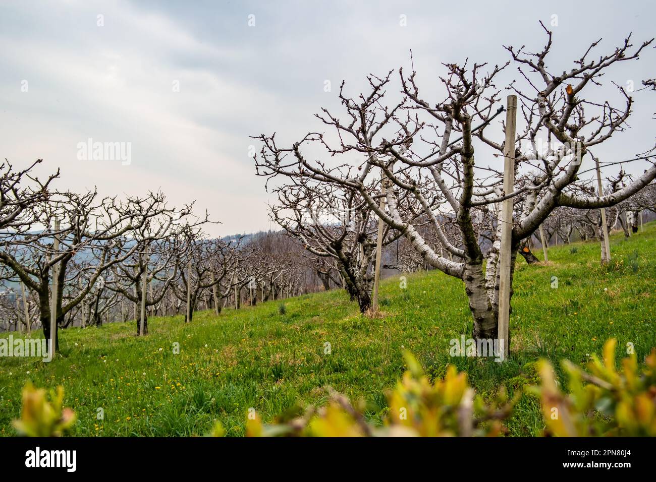 Spring background with cherry trees in Pianezze, Marostica - Italy Stock Photo