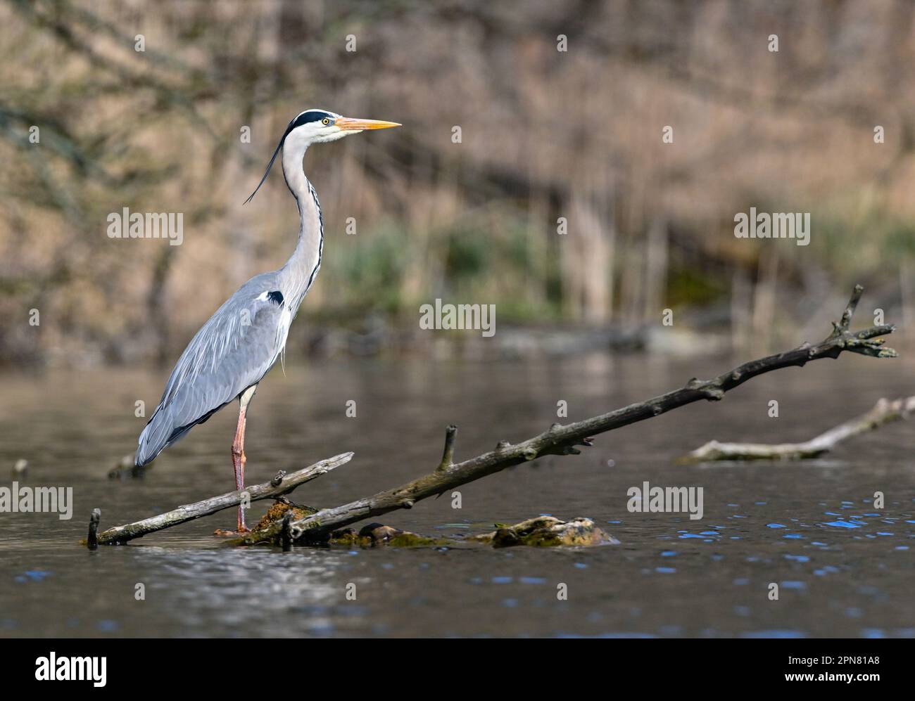 12 April 2023, Brandenburg, Kersdorf: A Grey Heron (Ardea cinerea) in ...