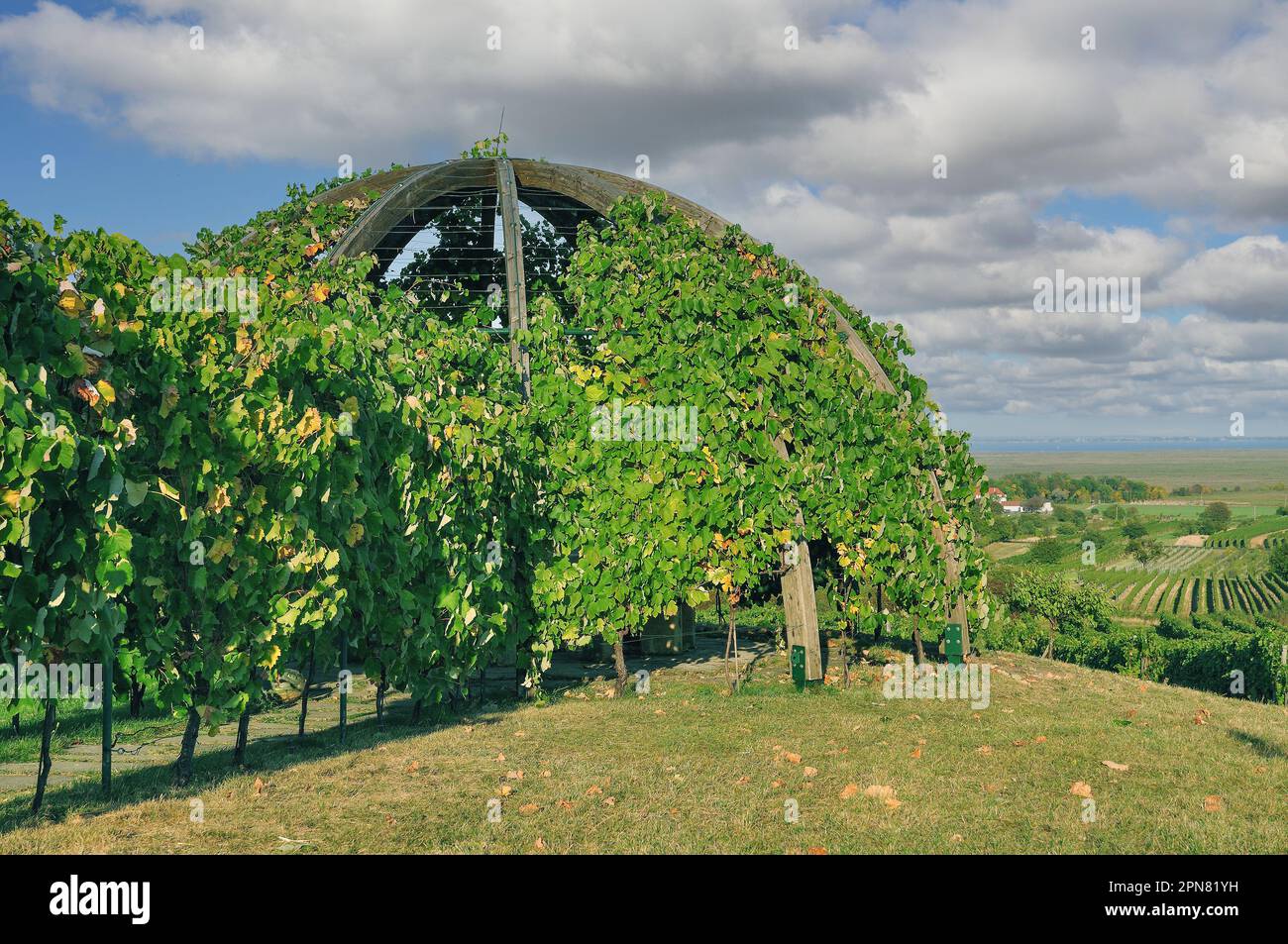 Wine Arbour in Vineyard of Oggau am Neusiedler See ,Burgenland ,Austria Stock Photo