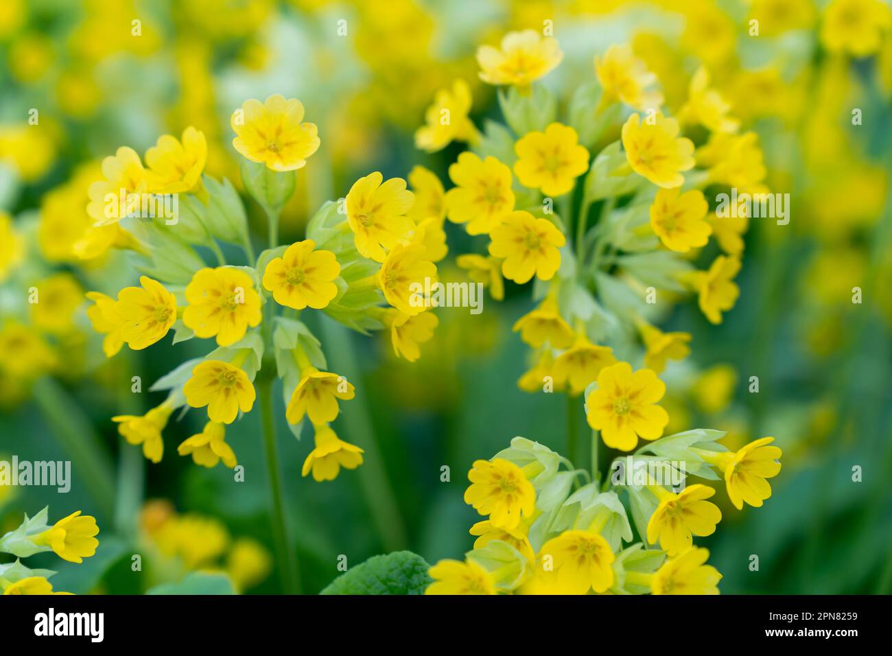 close-up of inflorescence of yellow flowers Primula macrocalyx is a perennial herbaceous plant, a species of the genus Primrose Primula of the family Stock Photo