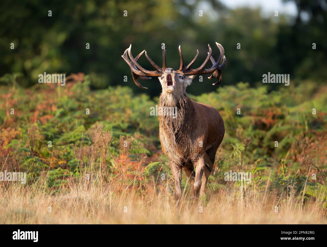 Red deer stag calling during the rut in autumn, UK Stock Photo Alamy