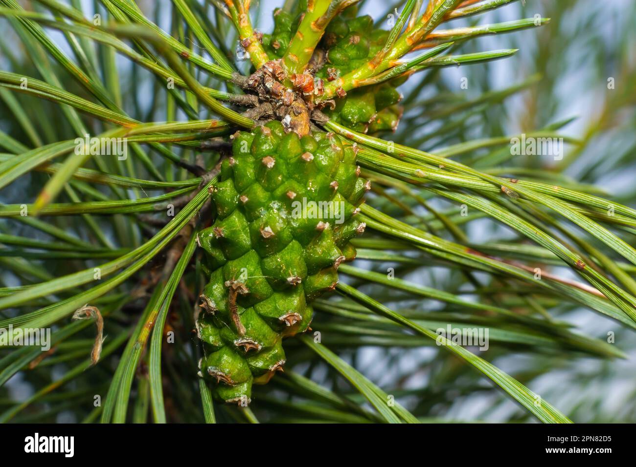 pine tree Green pine cone hanging on fir needles branch. Medicinal plant. Stock Photo