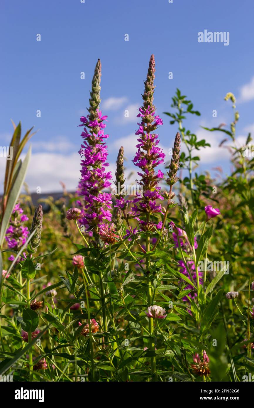 Lythrum salicaria is a perennial herbaceous plant of the Lythrum family. Stock Photo