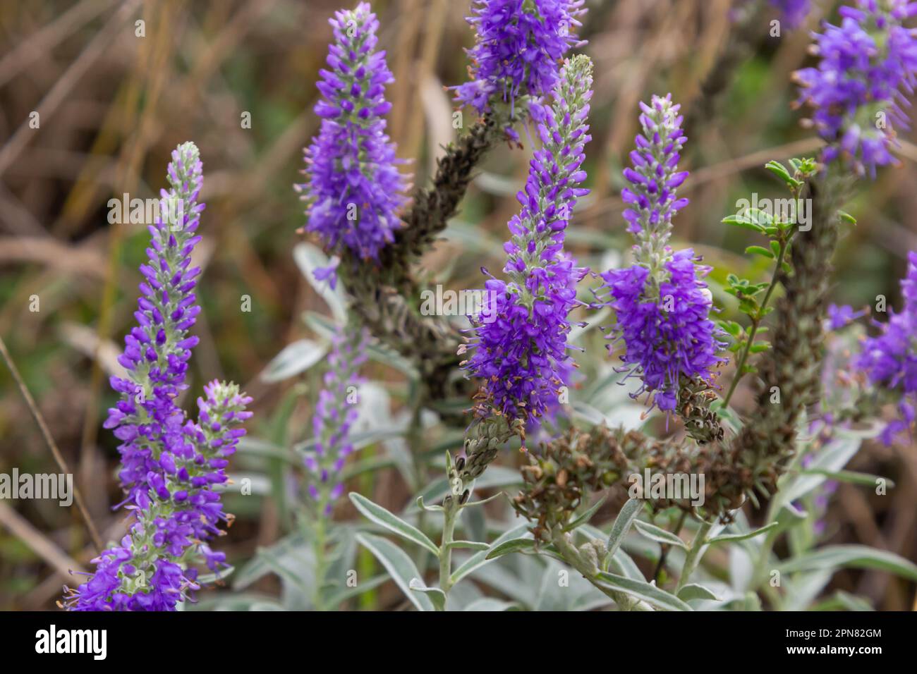 Veronica spicata is a perennial herbaceous plant, a species of the genus Veronica of the plantain family Plantaginaceae. Ornamental. Stock Photo