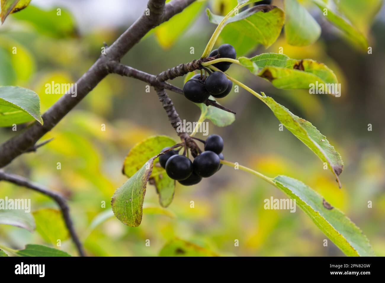 Branch of Common buckthorn Rhamnus cathartica tree in autumn. Beautiful bright view of black berries and green leaves close-up. Stock Photo