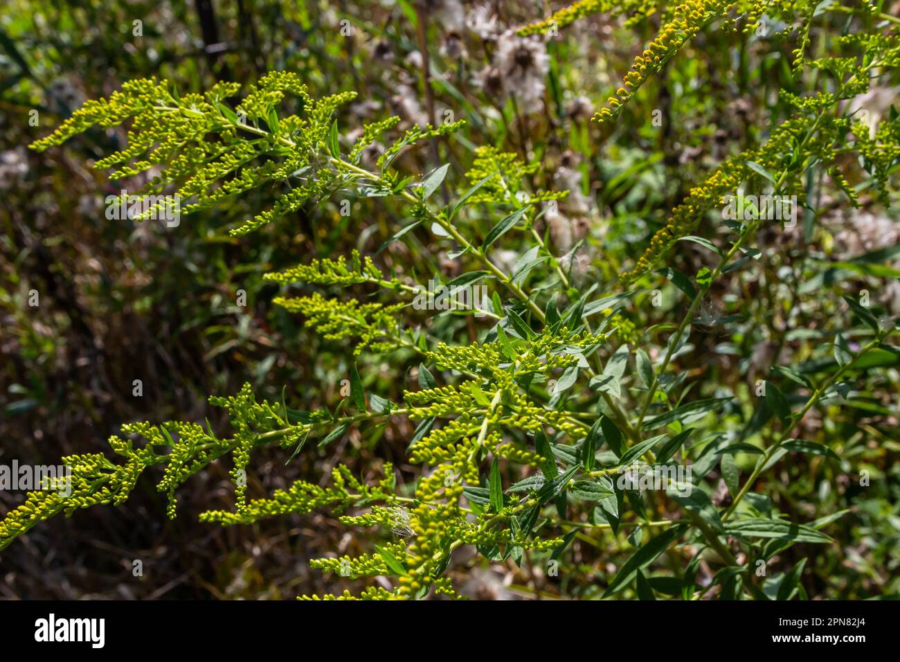 Yellow panicles of Solidago flowers in August. Solidago canadensis, known as Canada goldenrod or Canadian goldenrod, is an herbaceous perennial plant Stock Photo