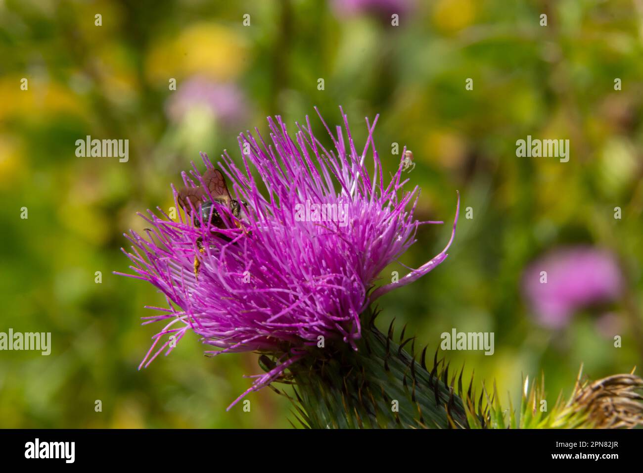 The common thistle is a species of the thistle genus, native to Europe, Asia and North Africa, but also present in North America and other continents Stock Photo
