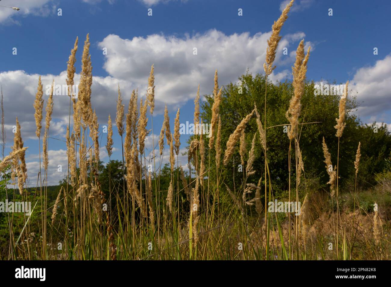 Calamagrostis epigejos is a perennial herbaceous plant of the slender leg family with a long creeping rhizome. Stock Photo