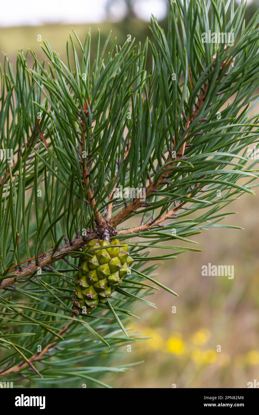 pine tree Green pine cone hanging on fir needles branch. Medicinal ...