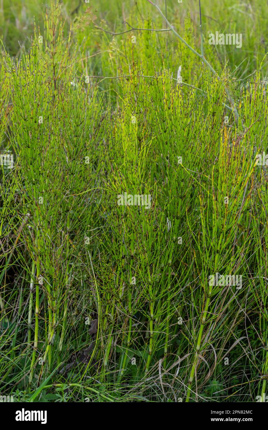 Horsetail Equisetum healing plant bunch background. Equisetum arvense or Snake grass is a medicinal plant. Stock Photo