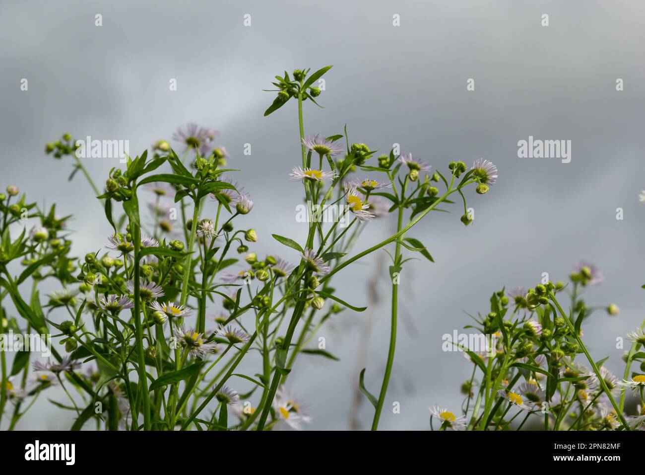 Flowers of wild chamomile or white-melkolepestnik in field against cloudy sky, selective focus. Summer floral scene with Erigeron annuus flowers. Stock Photo