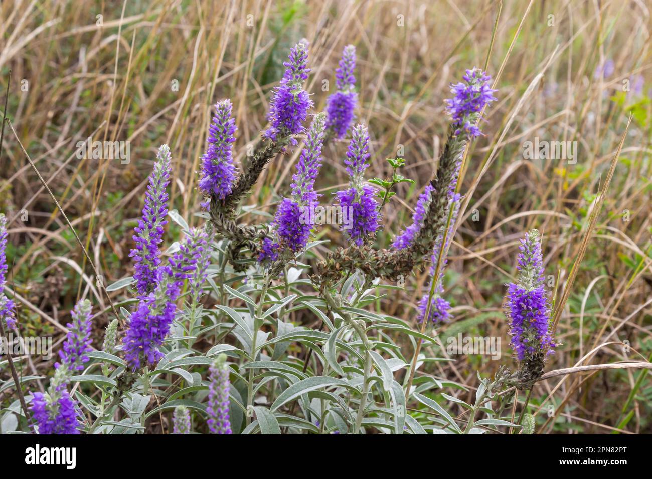 Veronica spicata is a perennial herbaceous plant, a species of the genus Veronica of the plantain family Plantaginaceae. Ornamental. Stock Photo