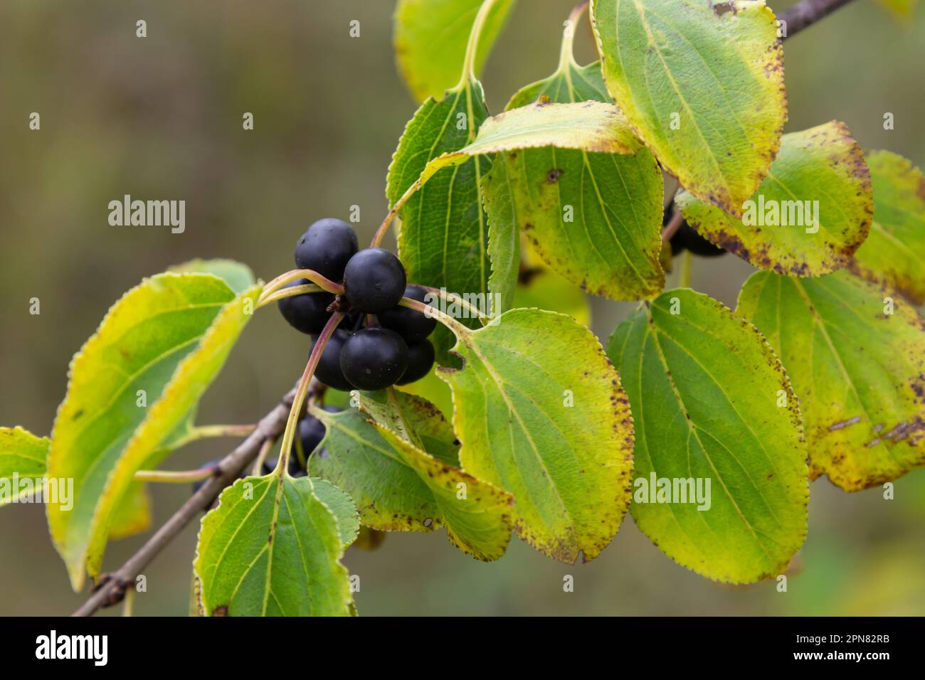 Branch of Common buckthorn Rhamnus cathartica tree in autumn. Beautiful bright view of black berries and green leaves close-up. Stock Photo