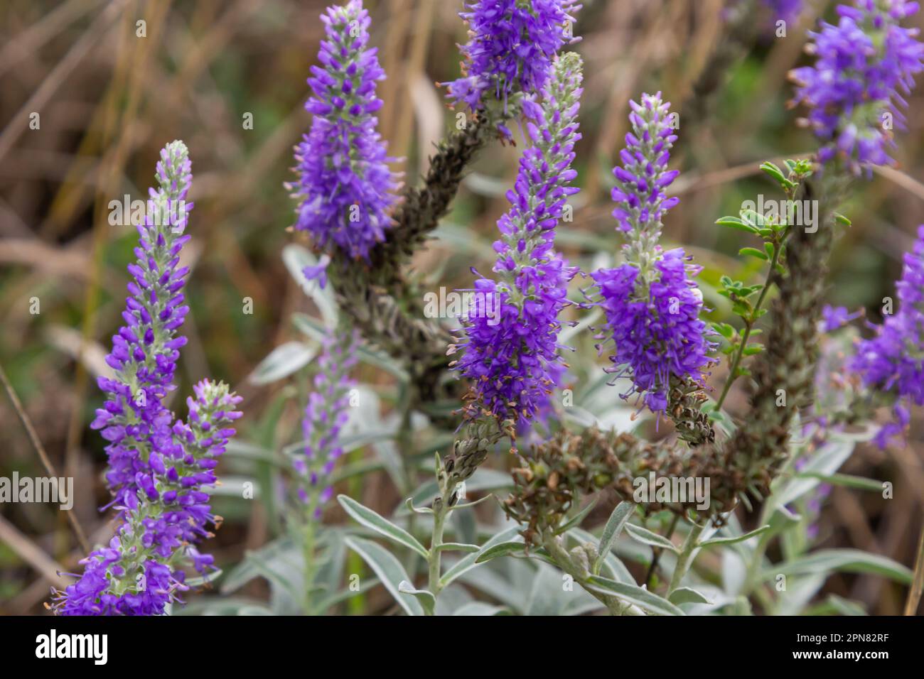 Blue Spike speedwell, Veronica spicata, blooming in a dunny garden in June, closeup with selective focus. Stock Photo